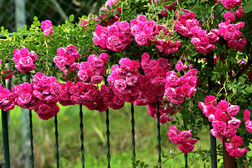 Close up blooming flowers colours in summer garden 
