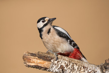 Splendido ritratto di picchio rosso maggiore maschio (Dendrocopos major)