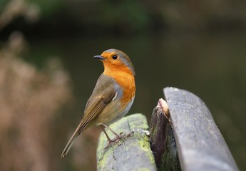 Robin