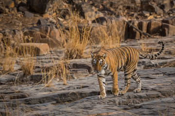 Obraz na płótnie Canvas A beautiful tigress after waiting for almost an hour decided to stroll in her territory at Ranthambore Tiger Reserve, India