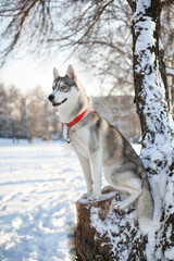 husky on the snow