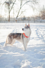 husky on the snow