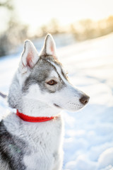 husky on the snow