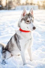 husky on the snow