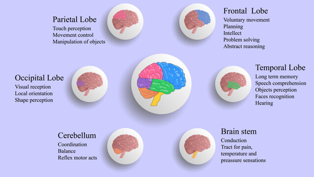 Brain lobes vector illustration. Human brain infographic vector. Brain lobes functions 