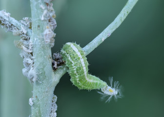 Eine Blattlaus wird gefressen von der Larve einer Schwebfliege, biologische Schädlingsbekämpfung