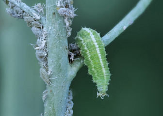 Ein Nützling gegen Blattläuse, eine Schwebfliegenlarve frisst eine Blattlaus
