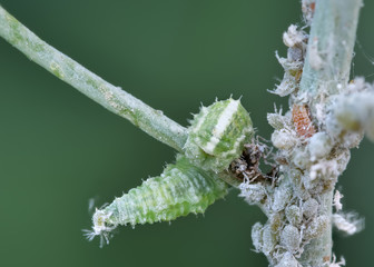 Die Larve einer Schwebfliege frisst eine zappelnde Blattlaus, biologische Blattlausbekämpfung
