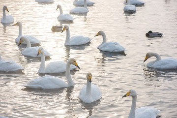 Beautiful white whooping swans swimming in the nonfreezing winter lake. The place of wintering of swans, Altay, Siberia, Russia. © olinchuk