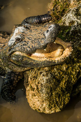 crocodile in water