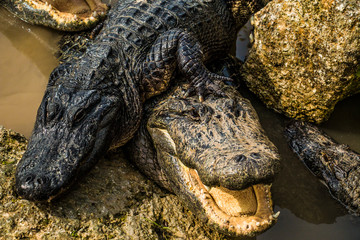 crocodile with mouth wide open