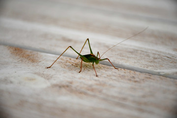 Grasshopper
