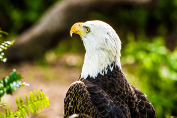 portrait of an american bald eagle