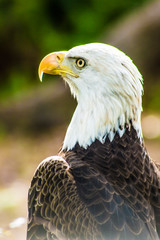 portrait of an eagle