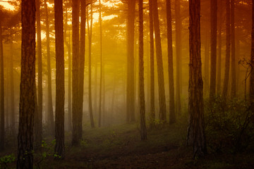 Naklejka premium misty forest at sunrise time 