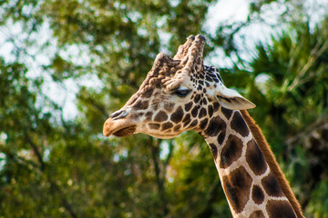 portrait of giraffe