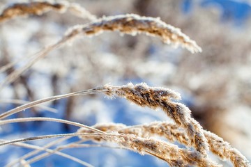 old grass covered with frost