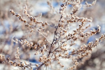 old grass covered with frost