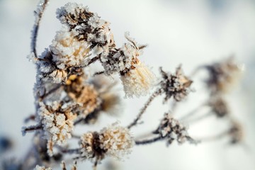 old grass covered with frost