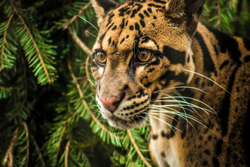 portrait of a leopard