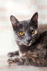 British cat on a sofa