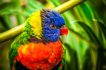 rainbow lorikeet on branch