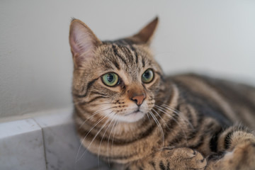 Beautiful short hair cat lying on the floor at home