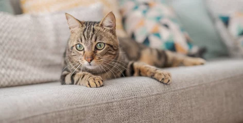 Vlies Fototapete Katze Schöne Kurzhaarkatze, die zu Hause auf dem Sofa liegt