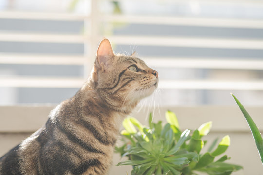 Beautiful short hair cat playing with plants at the garden on a sunny day at home