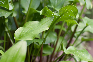green leaves in a greenhouse