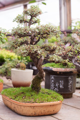a small bonsai in a greenhouse within a flat pot