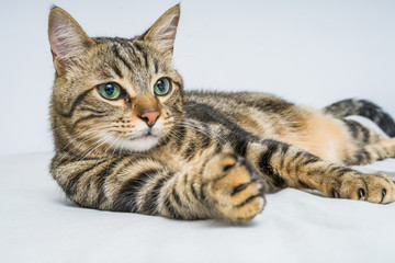 Beautiful short hair cat lying on the bed at home