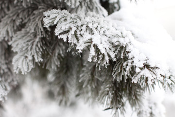 Branch of a pine tree after a snowfall in a cold weather