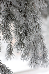 Branch of a pine tree after a snowfall in a cold weather