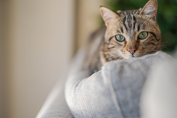 Beautiful short hair cat lying on the sofa at home