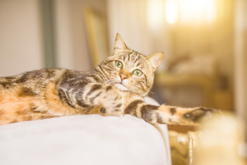 Beautiful short hair cat lying on the bed at home