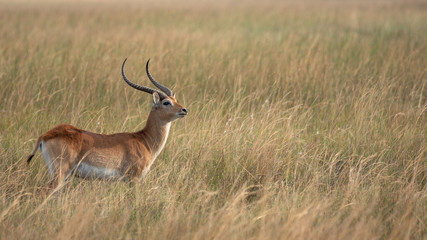 Lechwe in the Linyanti, Botswana.