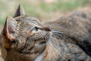 Cute and funny cat lying on the ground. 