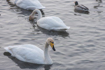 Beautiful white whooping swans swimming in the nonfreezing winter lake. The place of wintering of swans, Altay, Siberia, Russia. © olinchuk