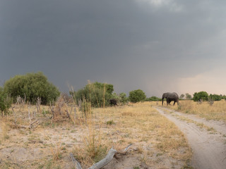 Elephants with massive storm in the background.