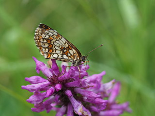 weiß orange brauner Schmetterling auf violetter Blüte