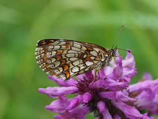 weiß orange brauner Schmetterling auf violetter Blüte