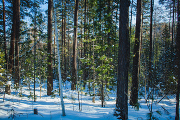 snowy forest in a sunny day in the siberian taiga