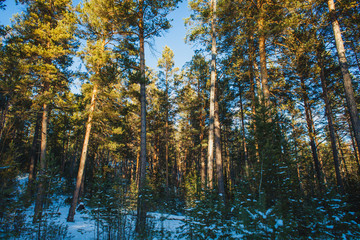 Obraz premium young pine trees covered with snow in forest in the end of the day
