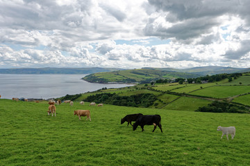 Nordirland - Cushendun - Küste