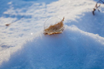snow bubble on a leaf on a snowdrift in the woods