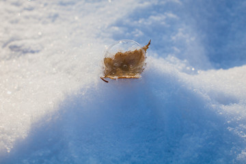 Obraz na płótnie Canvas snow bubble on a leaf on a snowdrift in the woods