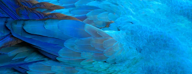 Foto op Canvas Papegaaiveren blauwe exotische textuur © denys_kuvaiev