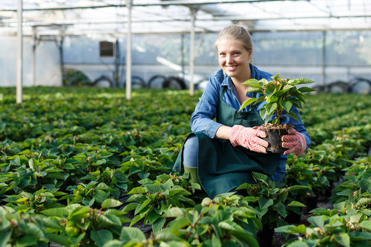 Gardener working with Poinsettia