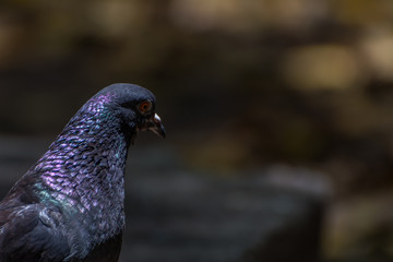 Isolated pigeon on a blurred background.
